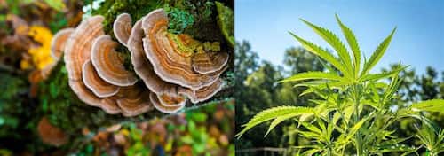 The Benefit of Combining Medicinal Mushrooms & CBD