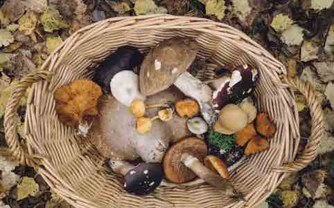 Benefits of Functional Mushrooms: How daily use of Mushrooms effects the Endocannabinoid System