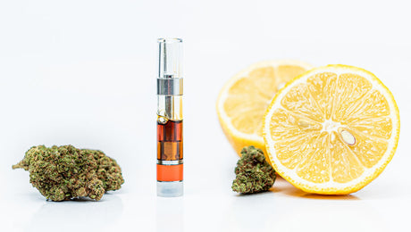 Things to Know About Terpenes