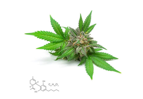 CBD, CBN, CBG, CBC: What’s the Difference?