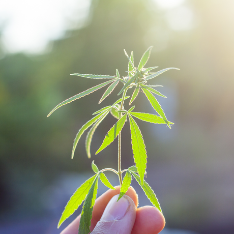 CBD: What is it?