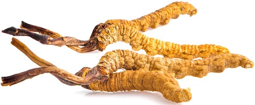 Top 5 Benefits of Cordyceps a Fungus not a Mushroom