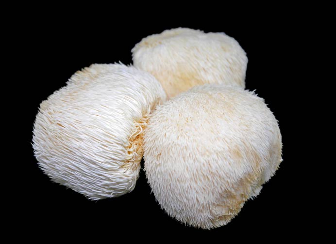 Health Benefits of Lion’s Mane Mushroom