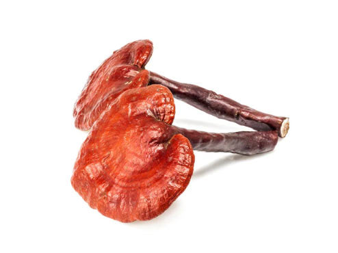 Mushroom Sleep Supplements and the Importance of Including Functional Mushrooms in your Diet