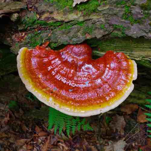 reishi mushroom