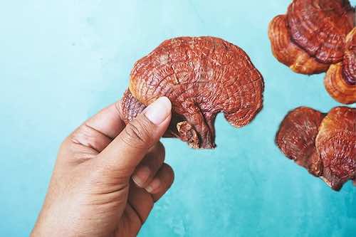 What is Reishi Mushroom?