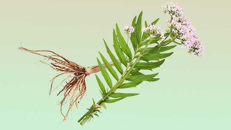 6 Best Natural Sleep Aids