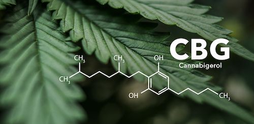 What is CBG (cannabigerol) & what does this cannabinoid do?