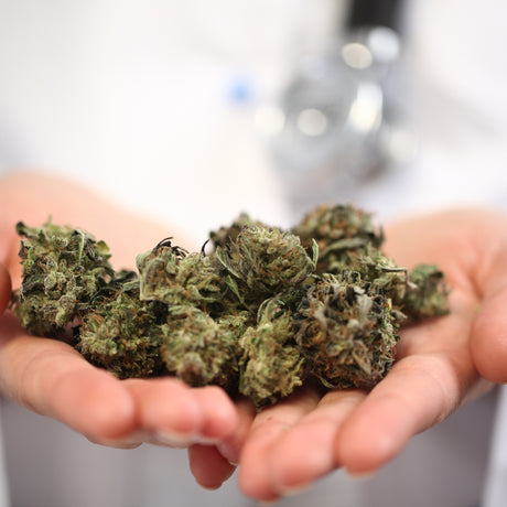 Cannabis-based medicines: NICE approves two for use by NHS