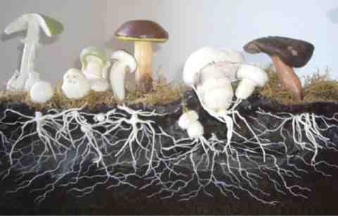Fruiting Body Mushrooms vs Mycelium - What's the Difference?