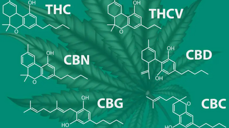 CBD, CBN, CBG, CBC: What’s the Difference?