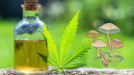 Mushroom Extract Tinctures with CBD Oil: A Powerful Combination for Health and Wellness