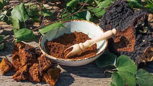 Chaga Mushroom: The Powerful Superfood You Need to Know About