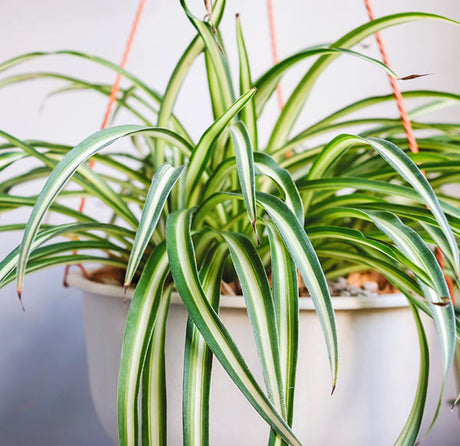 Six Houseplants That Can Cut Air Pollution in Your Home.