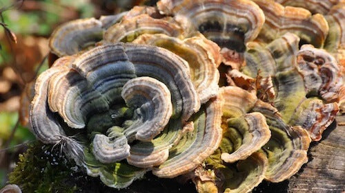 Top 5 Benefits of Turkey Tail Mushrooms